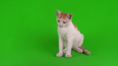 Beyaz-kırmızı kedi yavrusu yeşil arka plan ekranında oynuyor.