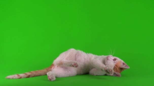 Blanco Rojo Gato Gatito Juega Verde Fondo Pantalla — Vídeo de stock