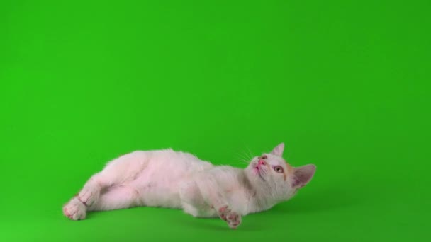 Blanco Rojo Gato Gatito Juega Verde Fondo Pantalla — Vídeos de Stock