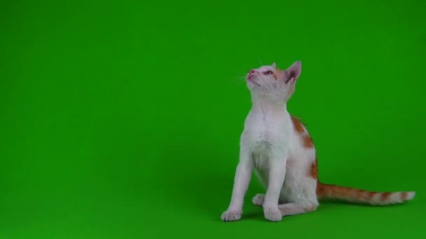 Blanco Rojo Gato Gatito Juega Verde Fondo Pantalla — Vídeos de Stock