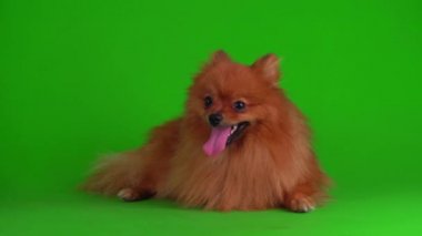 Yeşil arkaplandaki Spitz köpeği 4K video ekranı.