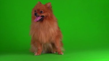 Yeşil arkaplandaki Spitz köpeği 4K video ekranı.
