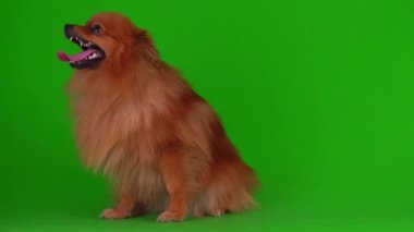 Yeşil arkaplandaki Spitz köpeği 4K video ekranı.