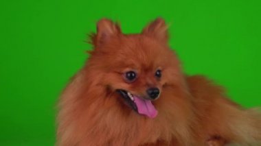 Yeşil arkaplandaki Spitz köpeği 4K video ekranı.