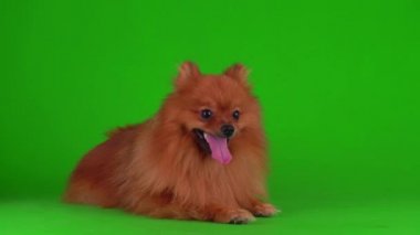Yeşil arkaplandaki Spitz köpeği 4K video ekranı.