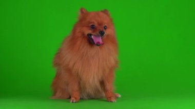 Yeşil arkaplandaki Spitz köpeği 4K video ekranı.