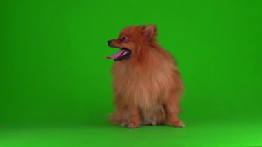 Yeşil arkaplandaki Spitz köpeği 4K video ekranı.