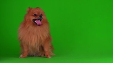 Yeşil arkaplandaki Spitz köpeği 4K video ekranı.