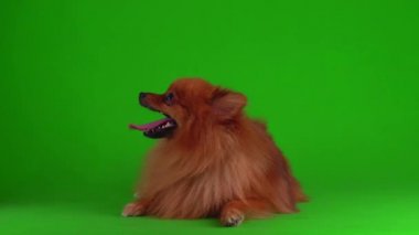 Yeşil arkaplandaki Spitz köpeği 4K video ekranı.