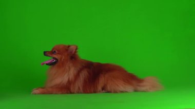 Yeşil arkaplandaki Spitz köpeği 4K video ekranı.
