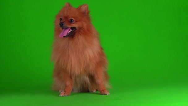 Spitz Perro Fondo Verde Pantalla Vídeo — Vídeo de stock