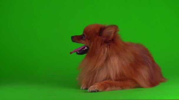 Spitz Perro Fondo Verde Pantalla Vídeo — Vídeo de stock