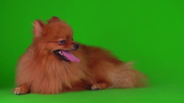 Spitz Dog Green Background Video Screen — Stock Video