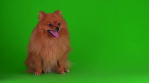 Spitz Hund Auf Grünem Hintergrund Videoleinwand — Stockvideo