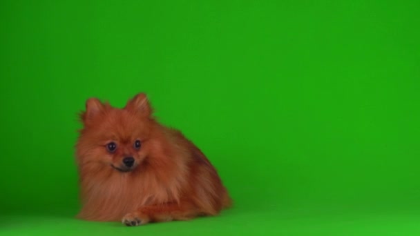 Spitz Dog Зеленому Тлі Відео Екран — стокове відео