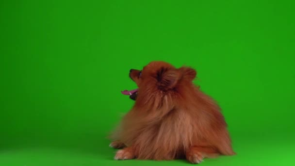 Spitz Σκυλί Ένα Πράσινο Φόντο Οθόνη Βίντεο — Αρχείο Βίντεο