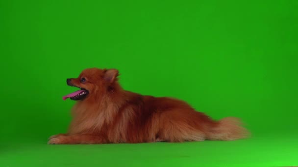 緑の背景4Kビデオ画面上のSpitz犬 — ストック動画