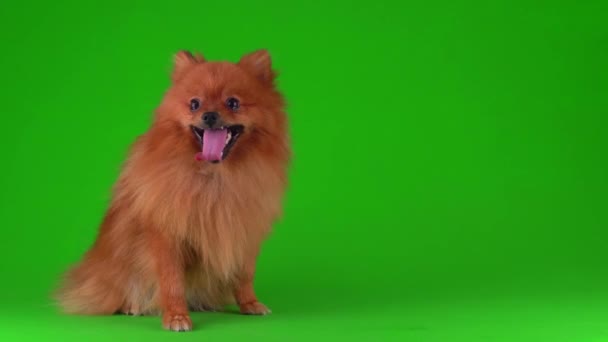 Spitz Hund Grøn Baggrund Videoskærm – Stock-video