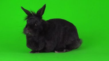 Yeşil arka planda Kara Tavşan 4K video ekranı.