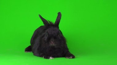 Yeşil arka planda Kara Tavşan 4K video ekranı.