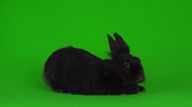 Yeşil arka planda Kara Tavşan 4K video ekranı.