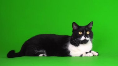 Yeşil arka plan 4K video ekranında büyük siyah beyaz kedi yavrusu.