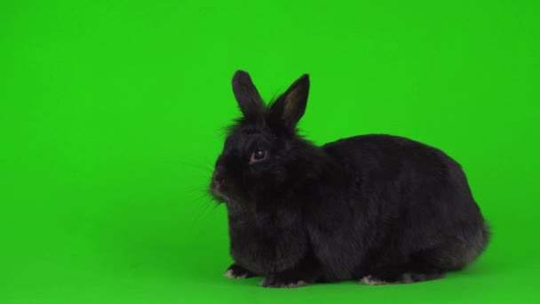 Schwarzer Kaninchenhase Auf Grünem Hintergrund — Stockvideo