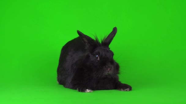 Schwarzer Kaninchenhase Auf Grünem Hintergrund — Stockvideo