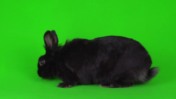 Black Rabbit Hare Green Background Video Screen — Stock Video © TRSTOK #395392968 Black Rabbit Hare Green Background Video Screen — Stock Video © TRSTOK #395392968