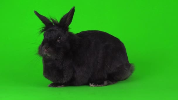 Liebre Conejo Negro Una Pantalla Video Fondo Verde — Vídeos de Stock