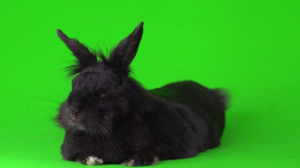Liebre Conejo Negro Una Pantalla Video Fondo Verde — Vídeos de Stock