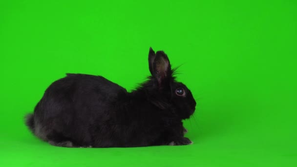 Black Rabbit Hare Green Background Video Screen — Stock Video