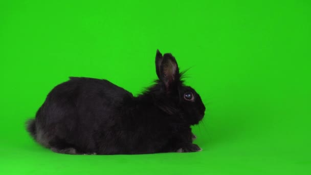 Liebre Conejo Negro Una Pantalla Video Fondo Verde — Vídeos de Stock