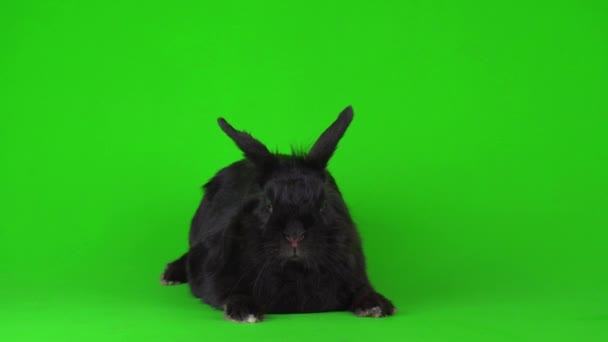 Black Rabbit Hare Green Background Video Screen — Stock Video © TRSTOK #395398128 Black Rabbit Hare Green Background Video Screen — Stock Video © TRSTOK #395398128