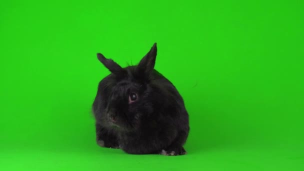 Чорний Кролик Заєць Зеленому Фоні Відеоекрану — стокове відео