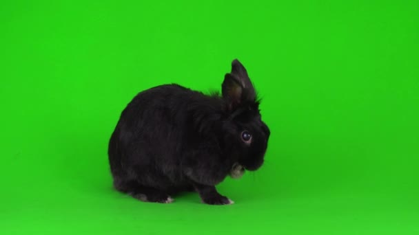 Чорний Кролик Заєць Зеленому Фоні Відеоекрану — стокове відео