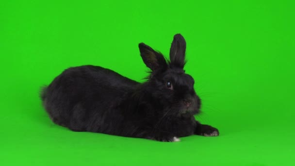 Lièvre Lapin Noir Sur Fond Vert Écran Vidéo — Video