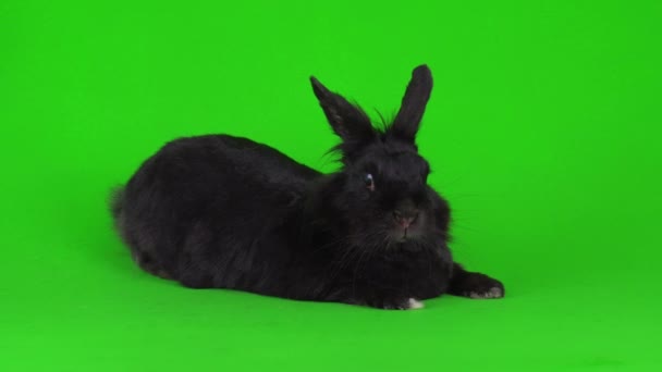 Svart Kanin Hare Grön Bakgrund Videoskärm — Stockvideo