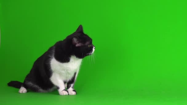 Nagy Fekete Fehér Macska Cica Egy Zöld Háttér Videó Képernyő — Stock videók
