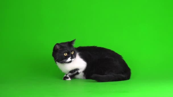 Gran Gatito Gato Blanco Negro Sobre Fondo Verde Pantalla Vídeo — Vídeo de stock