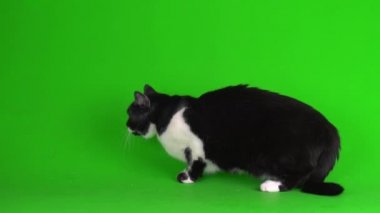 Yeşil arka plan 4K video ekranında büyük siyah beyaz kedi yavrusu.