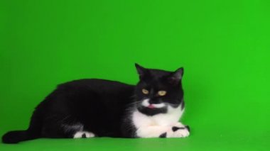 Yeşil arka plan 4K video ekranında büyük siyah beyaz kedi yavrusu.