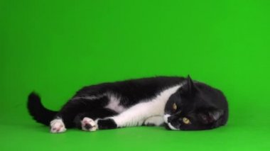 Yeşil arka plan 4K video ekranında büyük siyah beyaz kedi yavrusu.