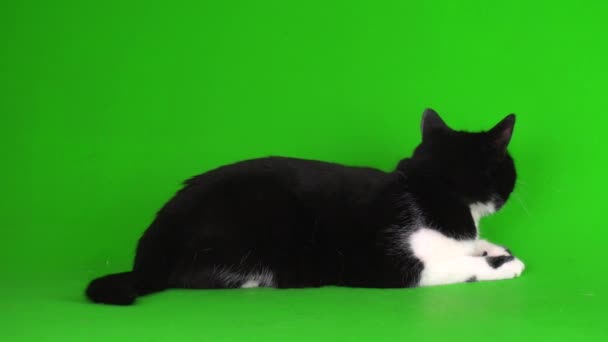 Stor Svart Och Vit Katt Kattunge Grön Bakgrund Videoskärm — Stockvideo