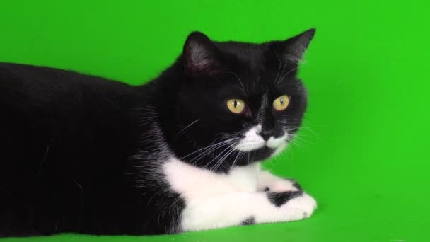 Grande Gatinho Gato Preto Branco Fundo Verde Tela Vídeo — Vídeo de Stock