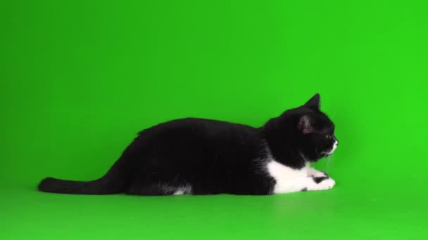 Large Black White Cat Kitten Green Background Video Screen — Stock Video