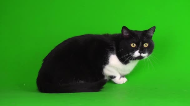 Stor Svart Och Vit Katt Kattunge Grön Bakgrund Videoskärm — Stockvideo