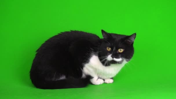 Gran Gatito Gato Blanco Negro Sobre Fondo Verde Pantalla Vídeo — Vídeos de Stock