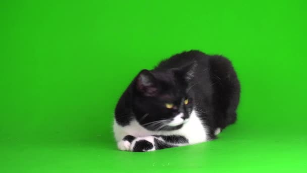 Yeşil Arka Plan Video Ekranında Büyük Siyah Beyaz Kedi Yavrusu — Stok video
