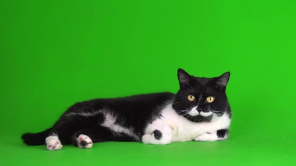 Groot Zwart Wit Kat Kitten Een Groene Achtergrond Video Scherm — Stockvideo